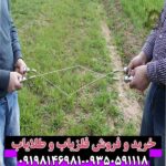 ردیاب بیوتارا